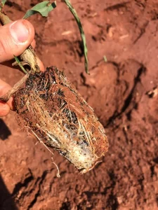 Polim Agri PP® - Florestal